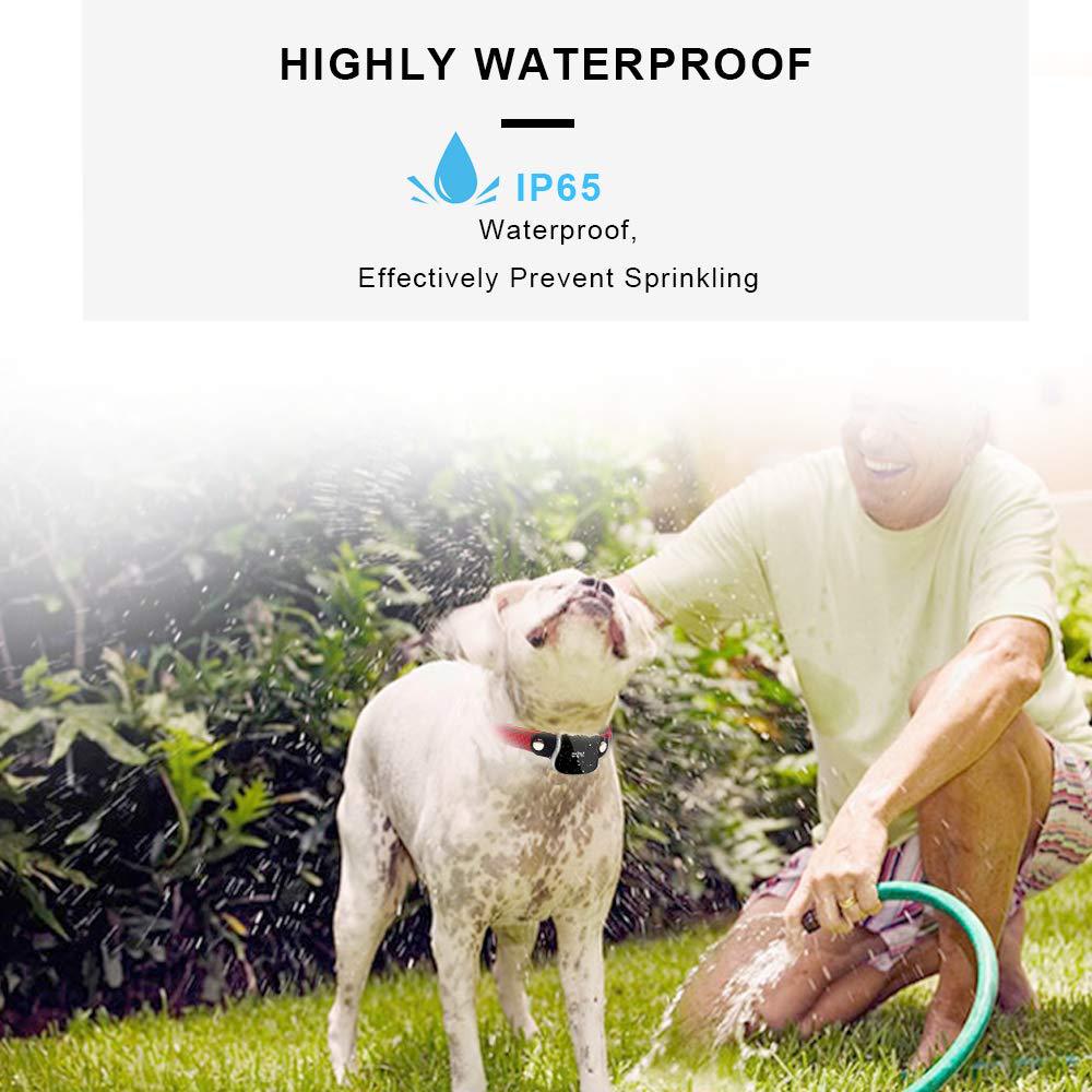 IP65 waterproof pet tracker collar on a dog playing with water – a reliable solution to end fears of tracker damage from water, letting your pet enjoy outdoor play or bath time while staying tracked.